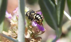 Loyolanthidium