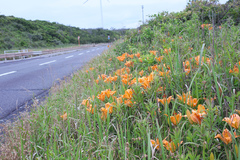 Lilium maculatum