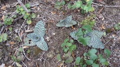 Ledebouria ensifolia