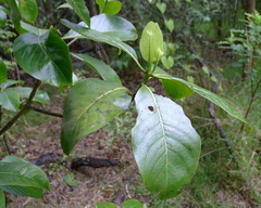 Psychotria hawaiiensis hillebrandii