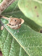 Andricus reticulatus