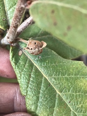 Andricus reticulatus