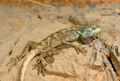 Acanthocercus adramitanus