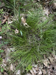 Carex albicans