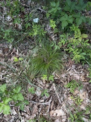 Carex albicans