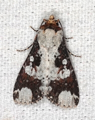 Condica mimica