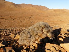 Copiapoa desertorum