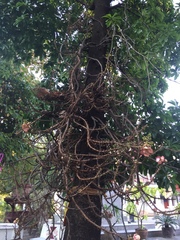 Couroupita guianensis