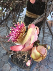 Couroupita guianensis