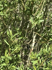 Salix lutea