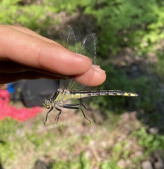 Gomphurus ventricosus