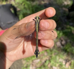 Gomphurus ventricosus