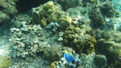 Acanthurus leucosternon