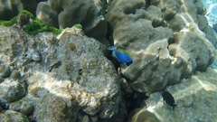Acanthurus leucosternon