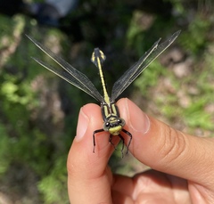 Gomphurus ventricosus