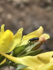 Mecinus janthiniformis