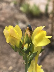 Mecinus janthiniformis