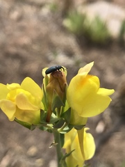 Mecinus janthiniformis
