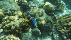Acanthurus leucosternon