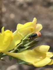 Mecinus janthiniformis