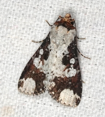 Condica mimica