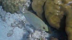Siganus spinus