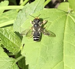 Megachile pugnata