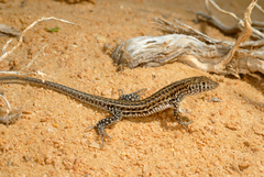 Acanthodactylus boskianus