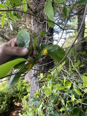 Lonicera involucrata involucrata