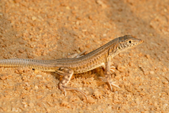 Acanthodactylus masirae