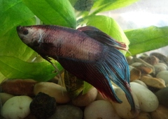 Betta splendens