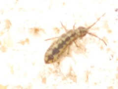 Isotominae