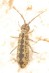 Isotominae