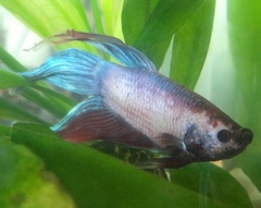 Betta splendens