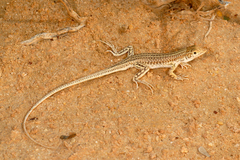 Acanthodactylus opheodurus