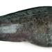 Northern Wolffish - Photo (c) 
Havforskningsinstituttet, some rights reserved (CC BY)