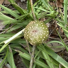 Callirhytis quercusgemmaria