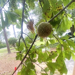 Callirhytis quercusgemmaria
