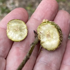 Callirhytis quercusgemmaria
