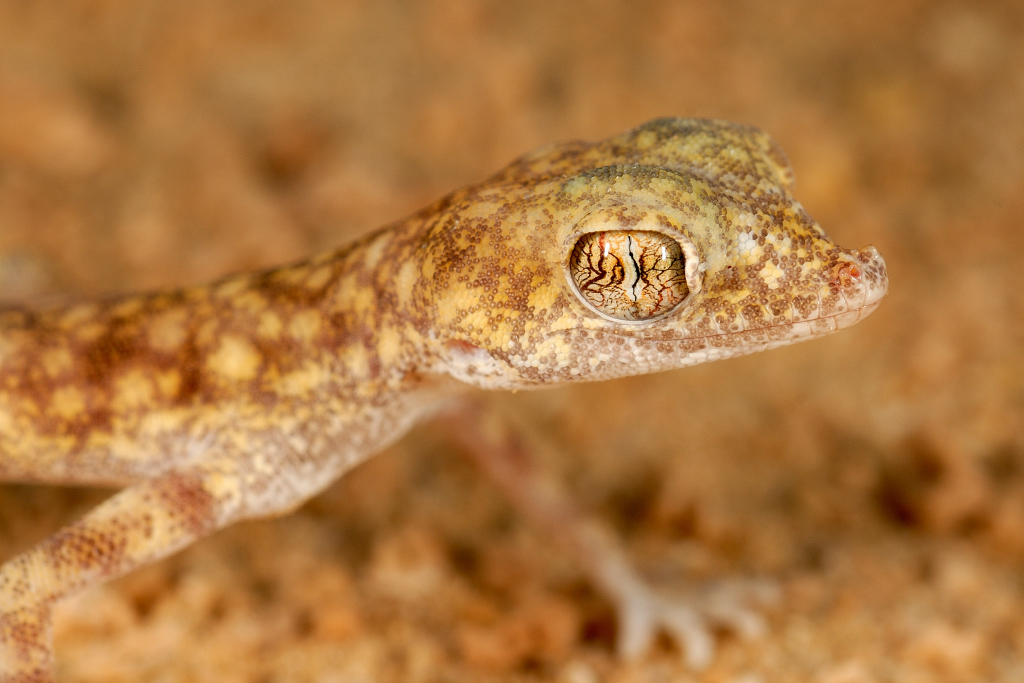 Gulf Sand Geckos