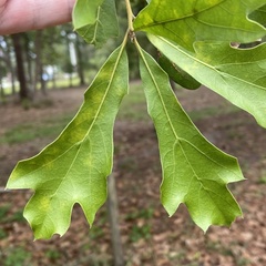 Callirhytis quercusgemmaria