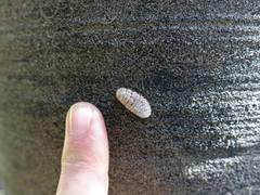 Coelostomidia