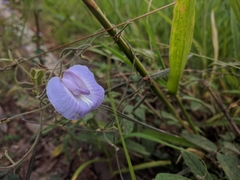 Centrosema virginianum