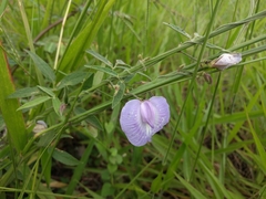 Centrosema virginianum