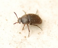 Ptomaphagus