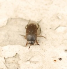 Ptomaphagus