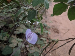 Centrosema virginianum
