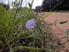 Centrosema virginianum