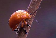 Podontia lutea
