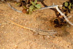 Pristurus minimus